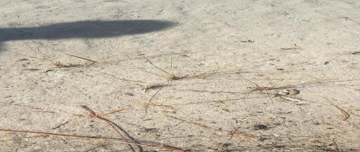 Foto de terreno habitacional en venta en  , laguna guerrero, othón p. blanco, quintana roo, 30299130 No. 04