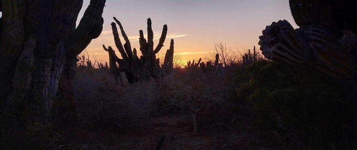 Foto de terreno habitacional en venta en las playitas , ampliación de la matanza, la paz, baja california sur, 28047288 No. 05