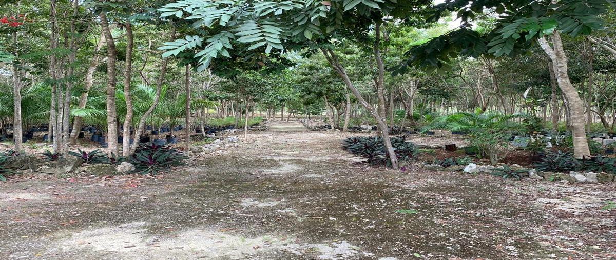 Foto de terreno habitacional en venta en  , las torres, benito juárez, quintana roo, 20037077 No. 03