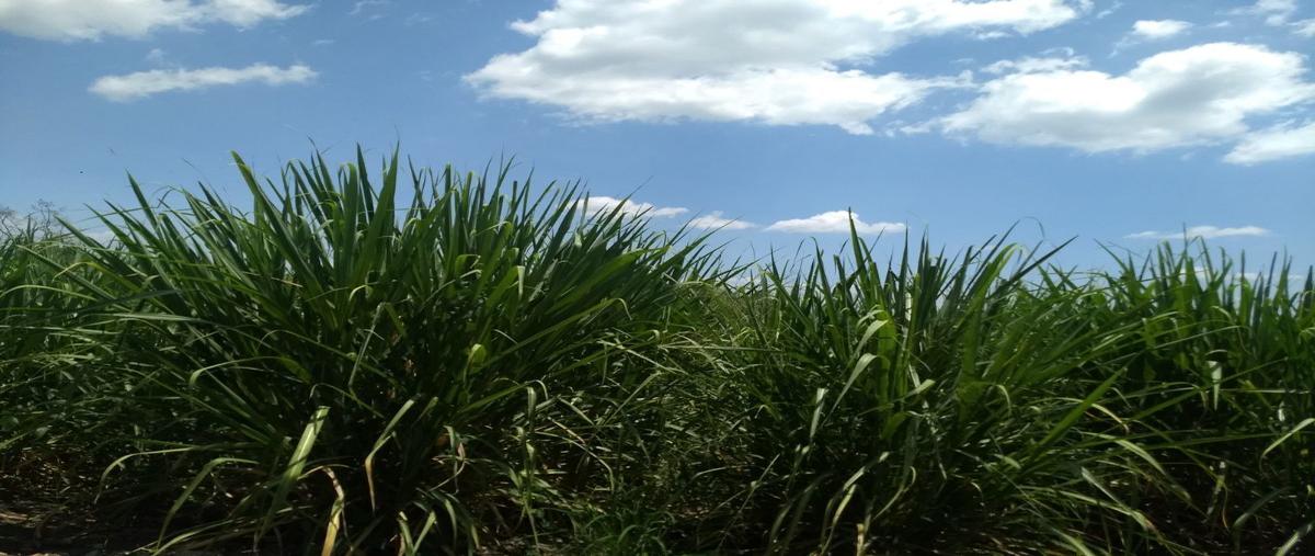 Foto de terreno habitacional en venta en las vajillas , xochitepec centro, xochitepec, morelos, 25435525 No. 04