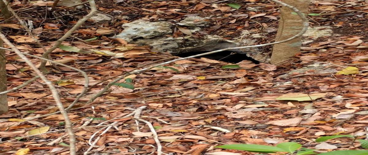 Foto de terreno habitacional en venta en  , leona vicario, benito juárez, quintana roo, 12114997 No. 04