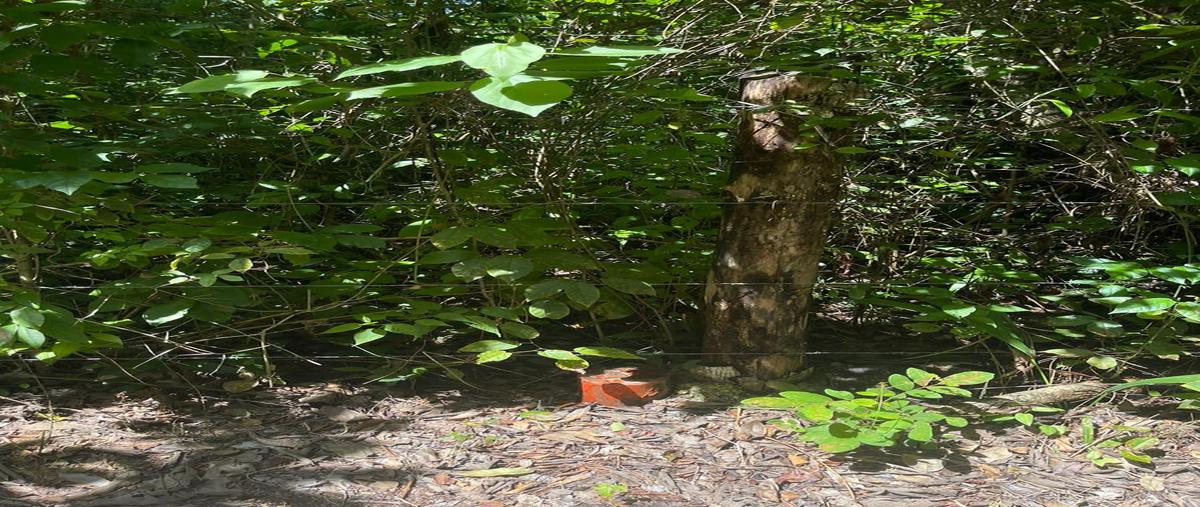 Foto de terreno habitacional en venta en  , leona vicario, benito juárez, quintana roo, 0 No. 05