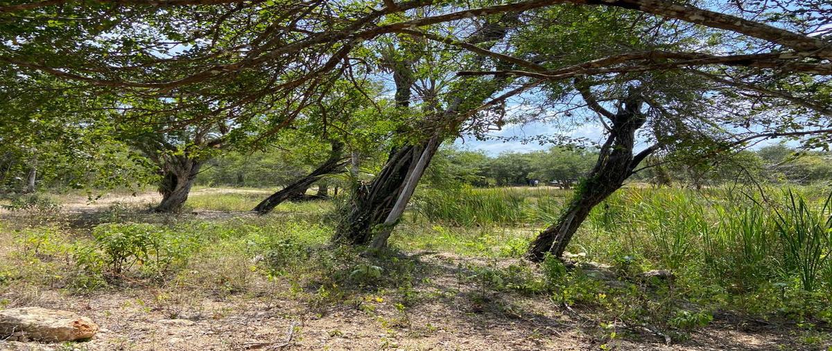 Foto de terreno habitacional en venta en  , leona vicario, puerto morelos, quintana roo, 27848251 No. 03