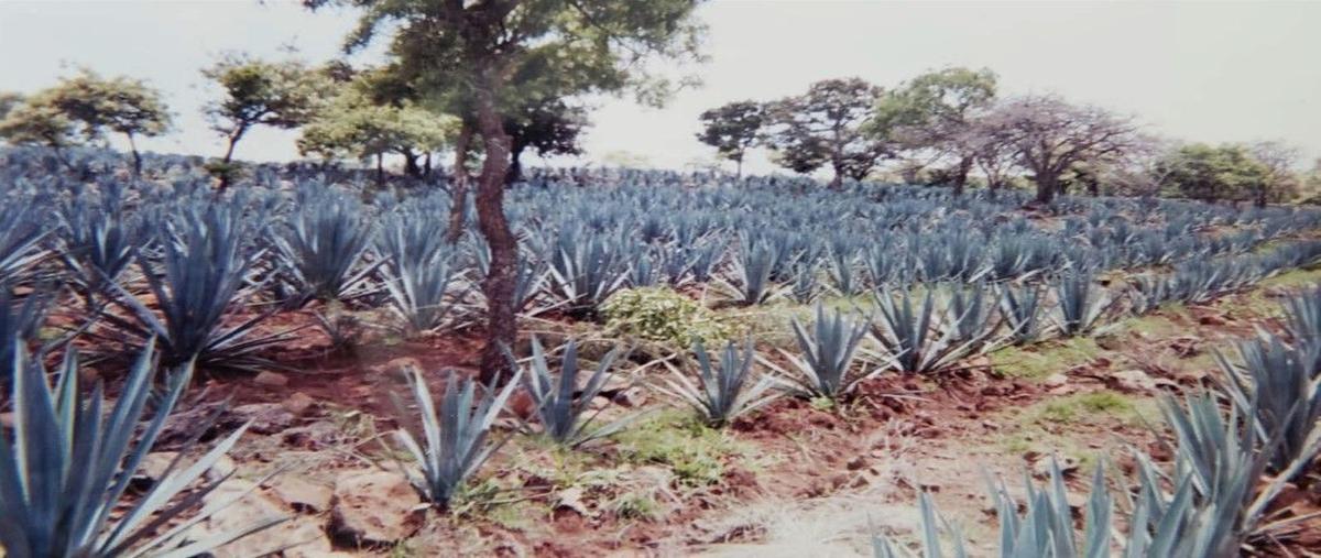 Foto de terreno habitacional en venta en libre , san ignacio cerro gordo centro, san ignacio cerro gordo, jalisco, 27685909 No. 05