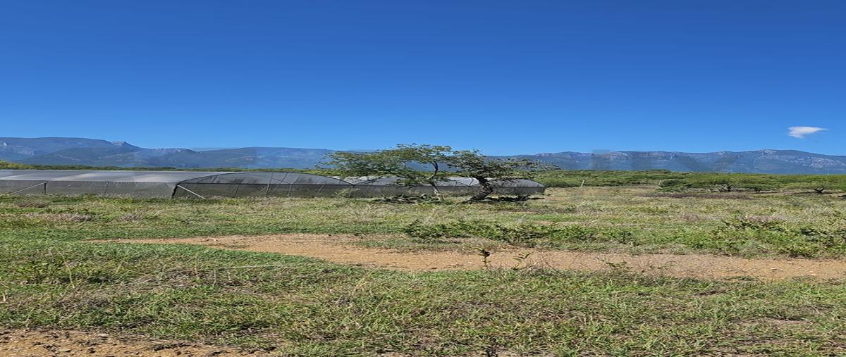 Foto de rancho en venta en  , linares centro, linares, nuevo león, 0 No. 05