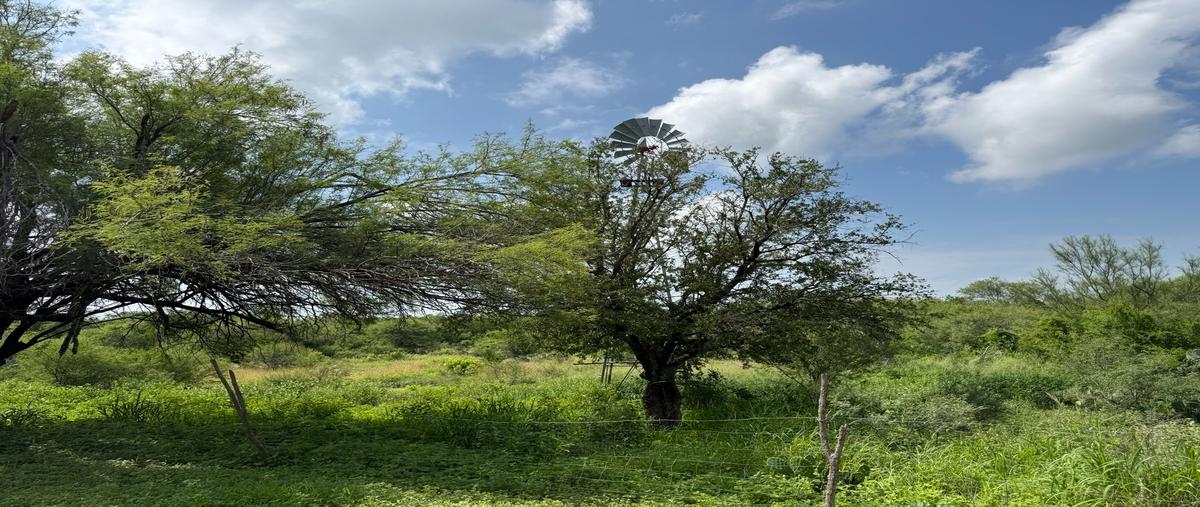 Foto de rancho en venta en  , linares centro, linares, nuevo león, 31454323 No. 04