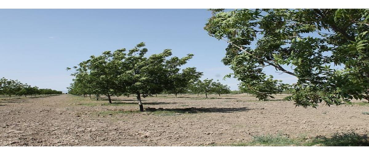 Foto de terreno habitacional en venta en  , loma bonita, parras, coahuila de zaragoza, 0 No. 05