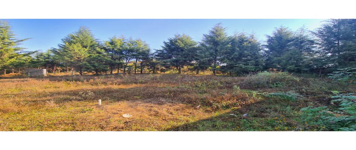Foto de terreno habitacional en renta en  , loma bonita, valle de bravo, méxico, 26007881 No. 05