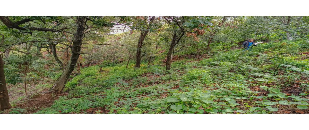 Foto de terreno habitacional en venta en  , loma bonita, valle de bravo, méxico, 0 No. 05