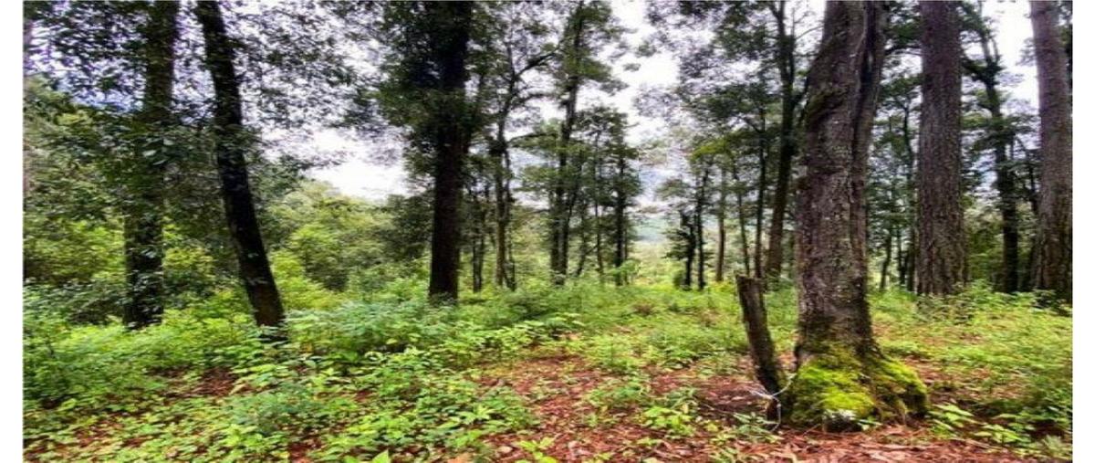 Foto de terreno habitacional en venta en  , loma bonita, valle de bravo, méxico, 27191738 No. 03
