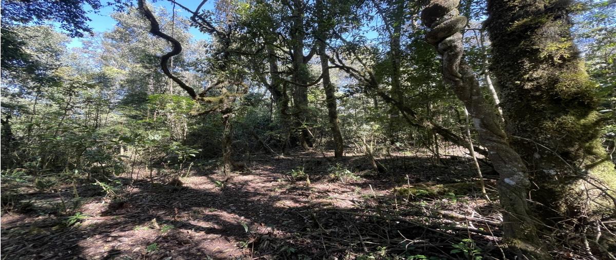 Foto de terreno habitacional en venta en  , loma bonita, valle de bravo, méxico, 0 No. 04