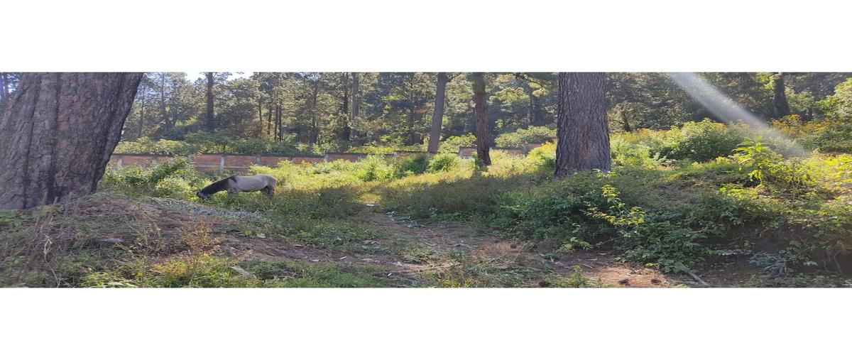 Foto de terreno habitacional en venta en  , loma bonita, valle de bravo, méxico, 0 No. 04