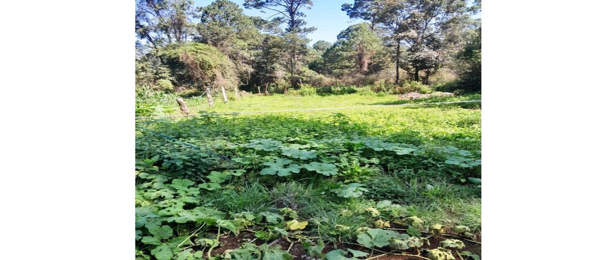 Foto de terreno habitacional en venta en  , loma bonita, valle de bravo, méxico, 0 No. 04