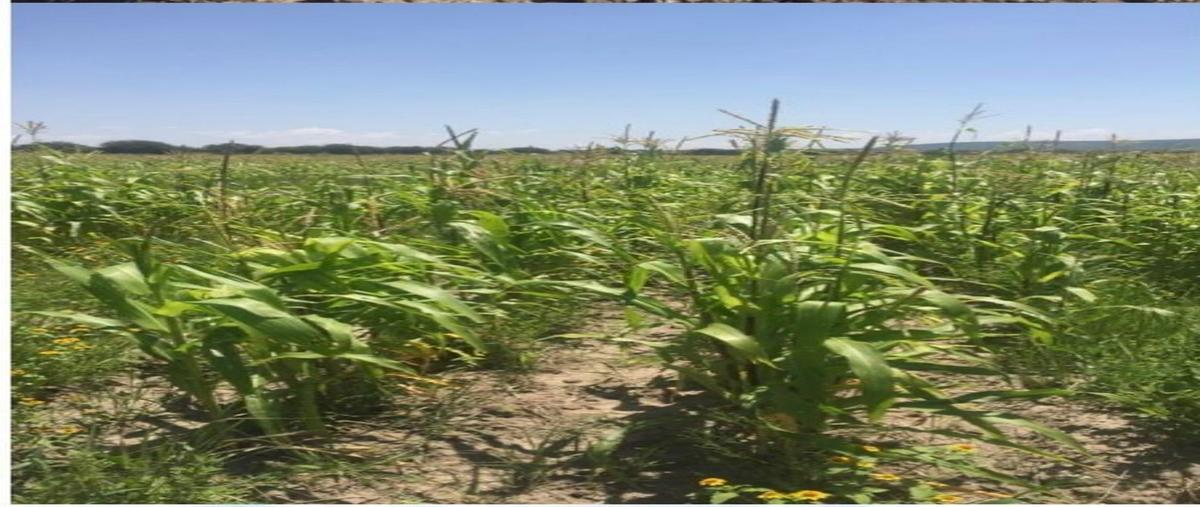 Foto de rancho en venta en loma de cocinas , la venta, dolores hidalgo cuna de la independencia nacional, guanajuato, 0 No. 04