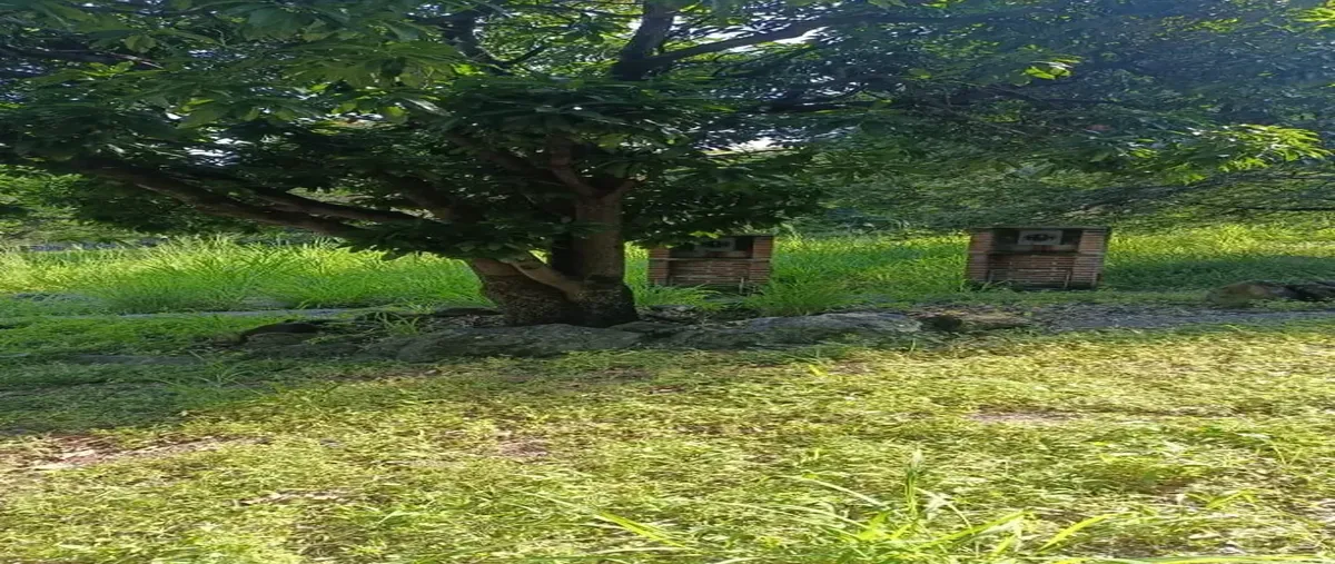 Foto de terreno habitacional en venta en * *, lomas de jiutepec, jiutepec, morelos, 0 No. 05