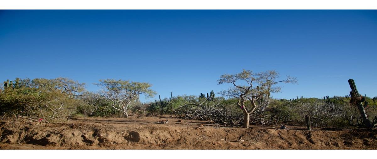 Foto de terreno habitacional en , lomas del pacifico, los cabos, baja california sur, 0 foto 04 Foto de terreno habitacional en venta en , lomas del pacifico, los cabos, baja california sur, 0 No. 04