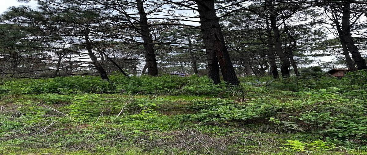 Foto de terreno habitacional en lomas verdes , mazamitla, mazamitla, jalisco, 0 foto 03 Foto de terreno habitacional en venta en lomas verdes , mazamitla, mazamitla, jalisco, 0 No. 03