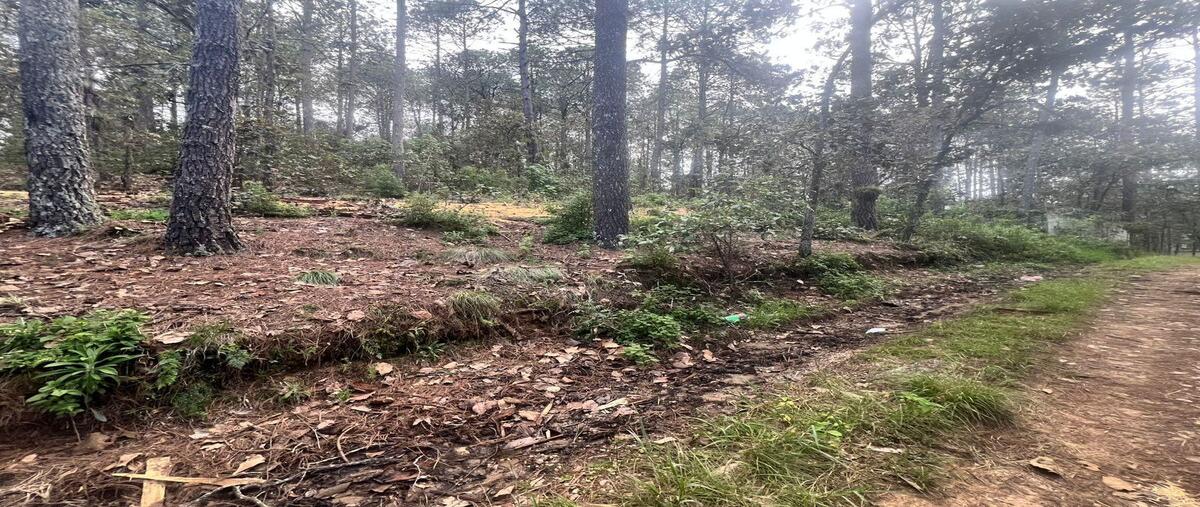 Foto de terreno habitacional en venta en los arces , los alcanfores, san cristóbal de las casas, chiapas, 0 No. 01