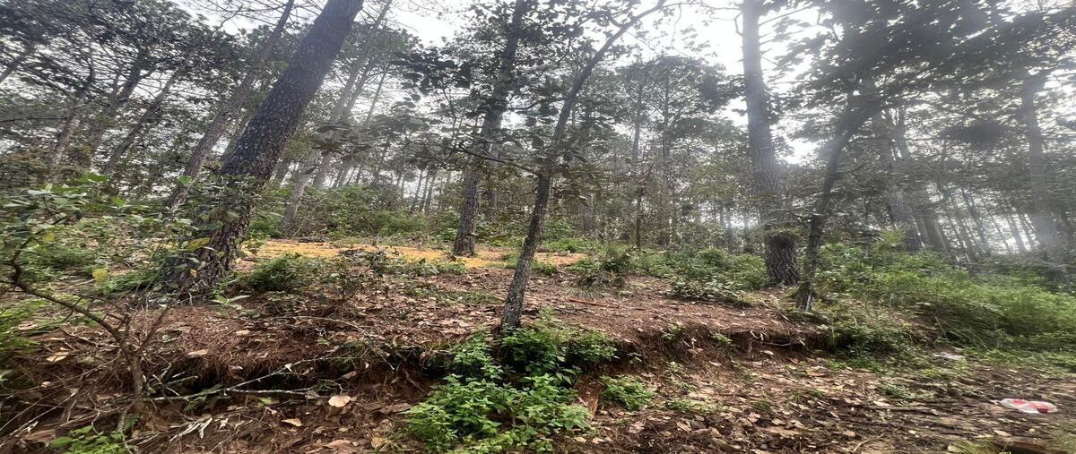 Foto de terreno habitacional en venta en los arces , los alcanfores, san cristóbal de las casas, chiapas, 0 No. 03