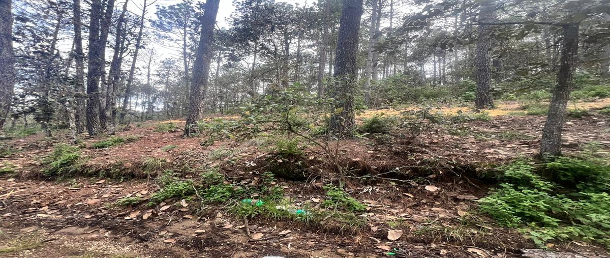 Foto de terreno habitacional en venta en los arces , los alcanfores, san cristóbal de las casas, chiapas, 30205594 No. 04