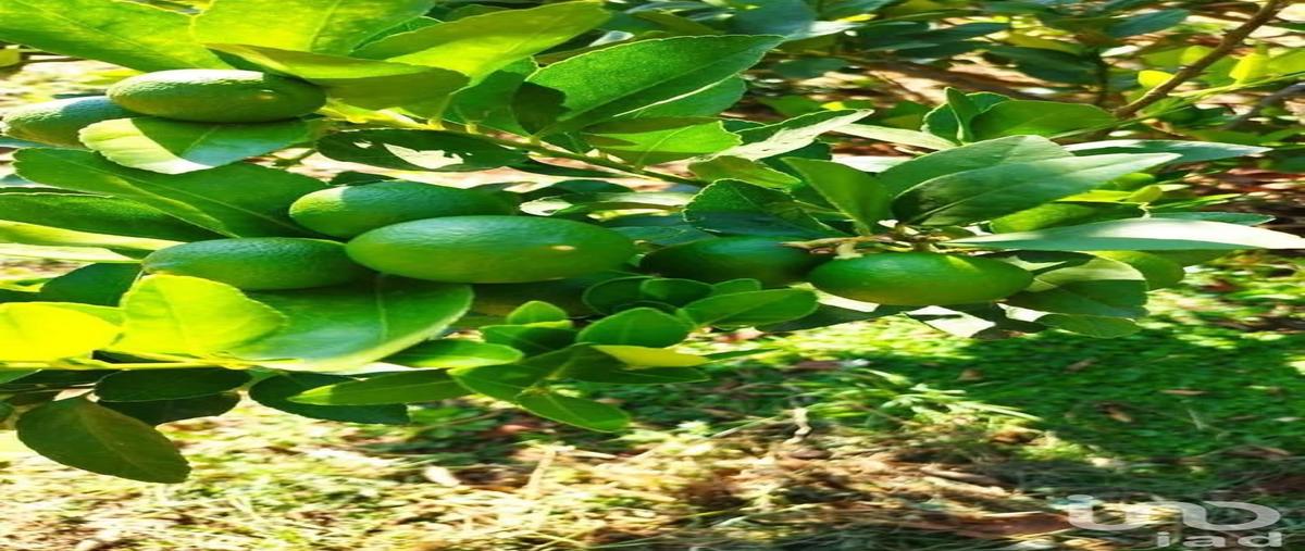 Foto de terreno habitacional en venta en los coyotes , topila, tampico alto, veracruz de ignacio de la llave, 0 No. 03