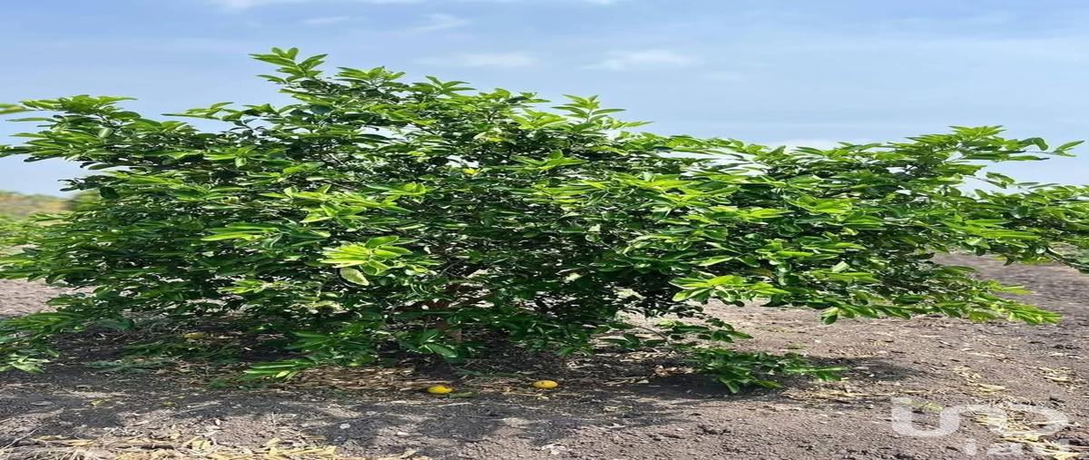 Foto de terreno habitacional en venta en los coyotes , topila, tampico alto, veracruz de ignacio de la llave, 0 No. 04