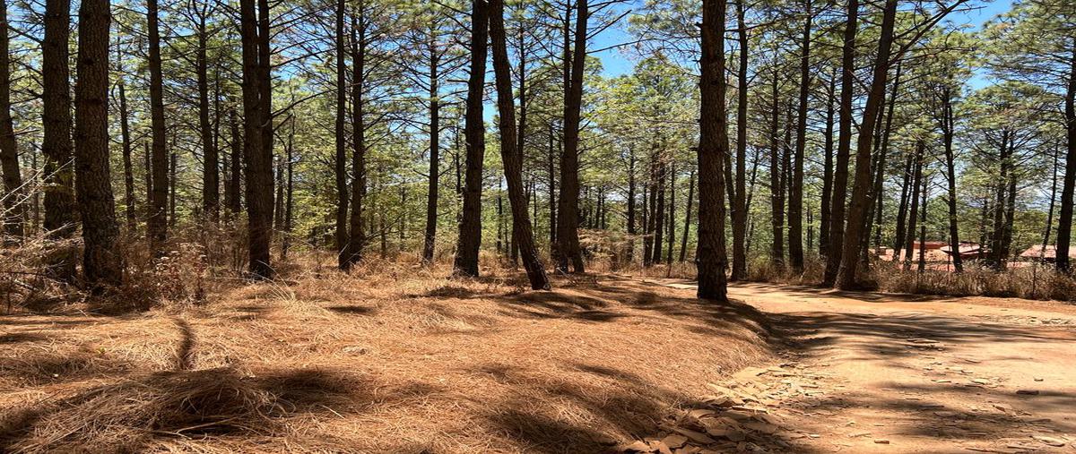 Foto de terreno habitacional en venta en los espinos , los espinos, tapalpa, jalisco, 26396928 No. 05