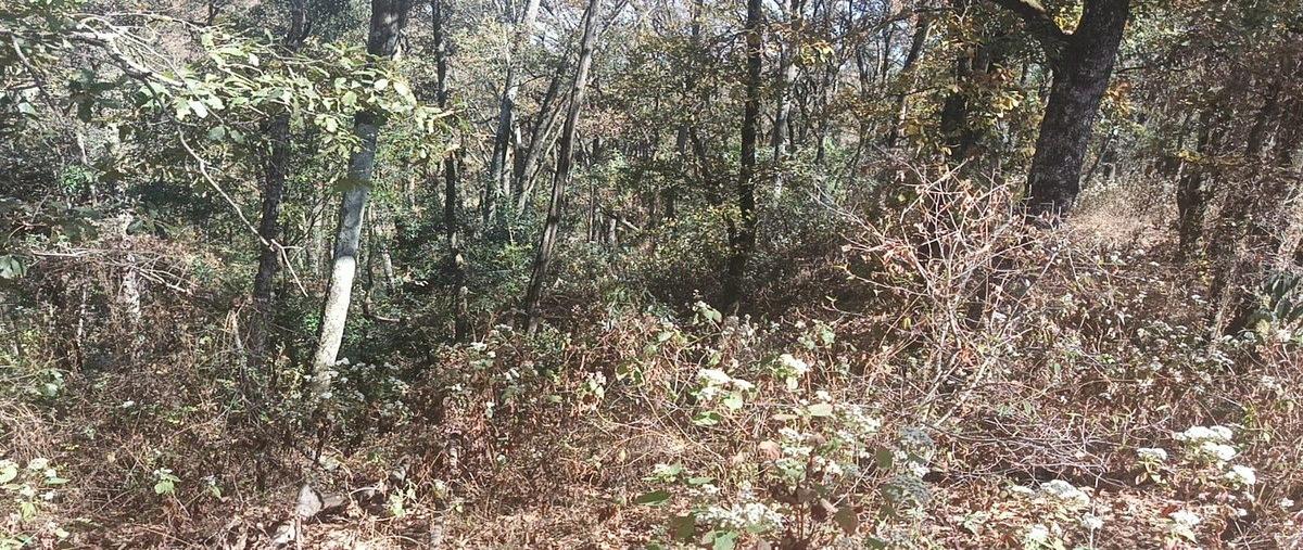 Foto de terreno habitacional en venta en los gonzalez , villa del carbón, villa del carbón, méxico, 31058776 No. 05