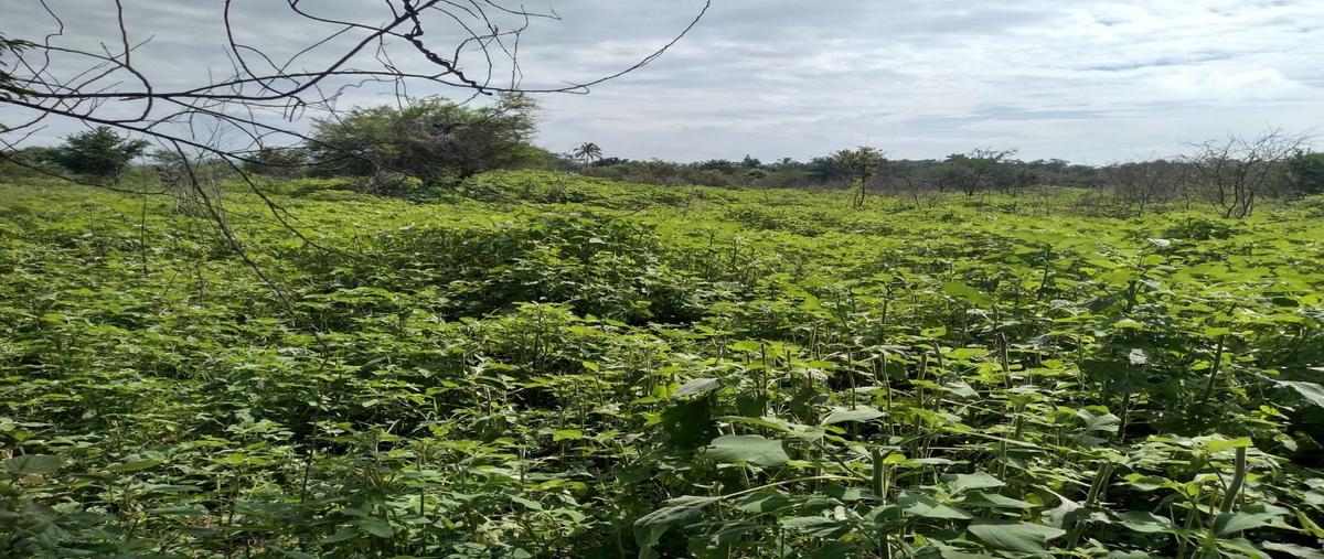 Foto de terreno habitacional en venta en  , los guajes, puente de ixtla, morelos, 0 No. 05