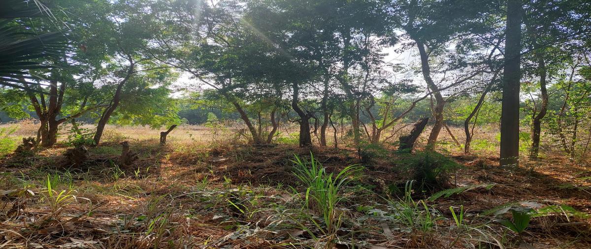 Foto de terreno habitacional en venta en  , los naranjos, santa maría colotepec, oaxaca, 28617365 No. 04
