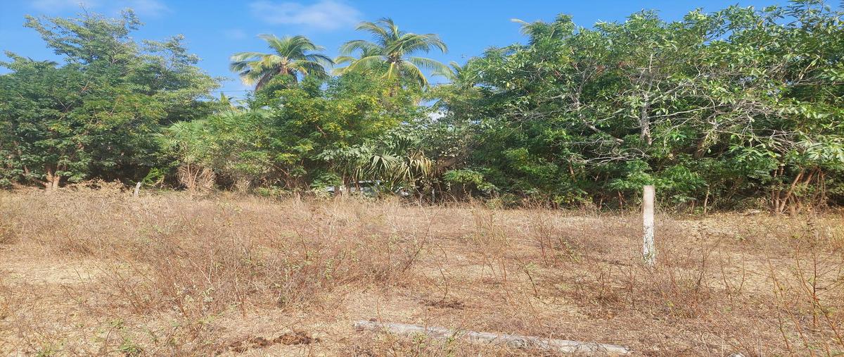 Foto de terreno habitacional en venta en  , los naranjos, santa maría colotepec, oaxaca, 28617365 No. 05