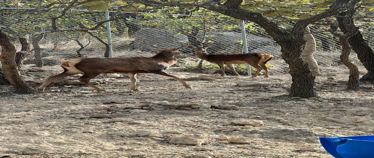 Foto de terreno habitacional en venta en los patios zapopan norte , las cañadas, zapopan, jalisco, 0 No. 04