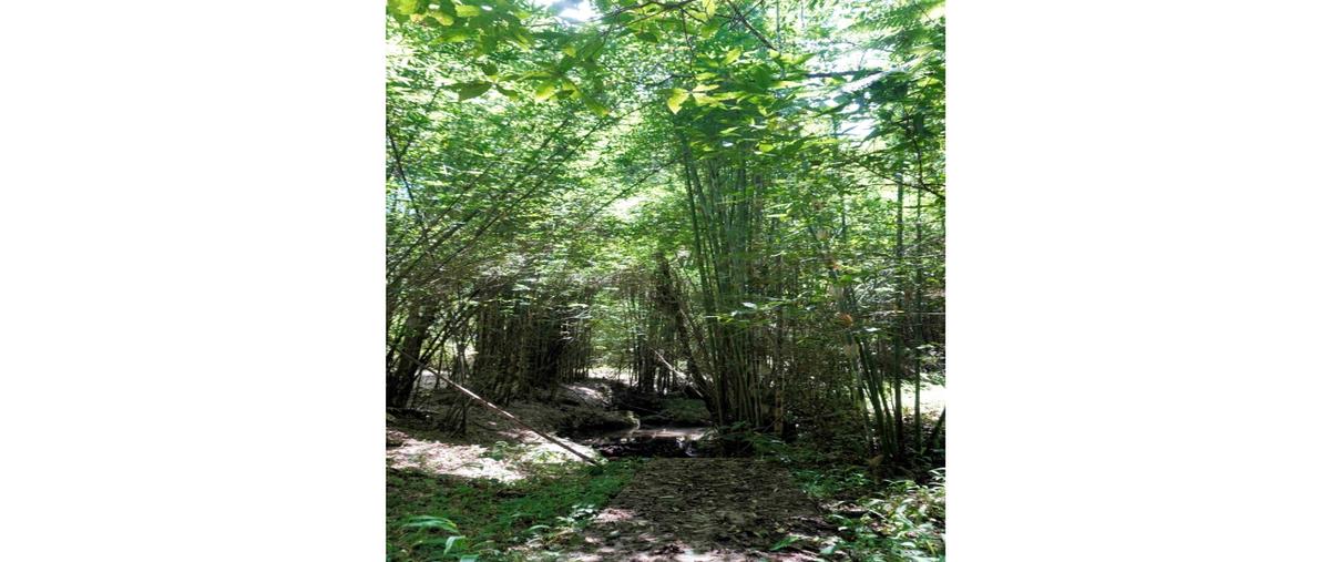 Foto de terreno habitacional en venta en  , los pinos, zihuateutla, puebla, 0 No. 03