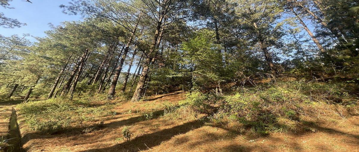 Foto de terreno habitacional en venta en los saucos , los saúcos, valle de bravo, méxico, 30782221 No. 04