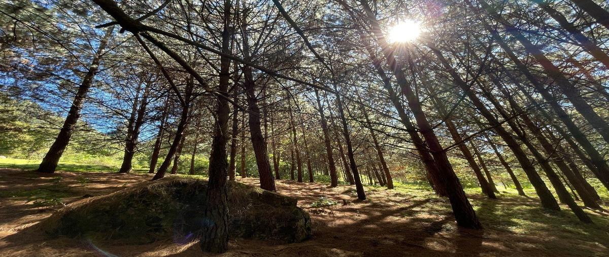 Foto de terreno habitacional en , los saúcos, valle de bravo, méxico, 13910390 foto 01 Foto de terreno habitacional en venta en , los saúcos, valle de bravo, méxico, 13910390 No. 01