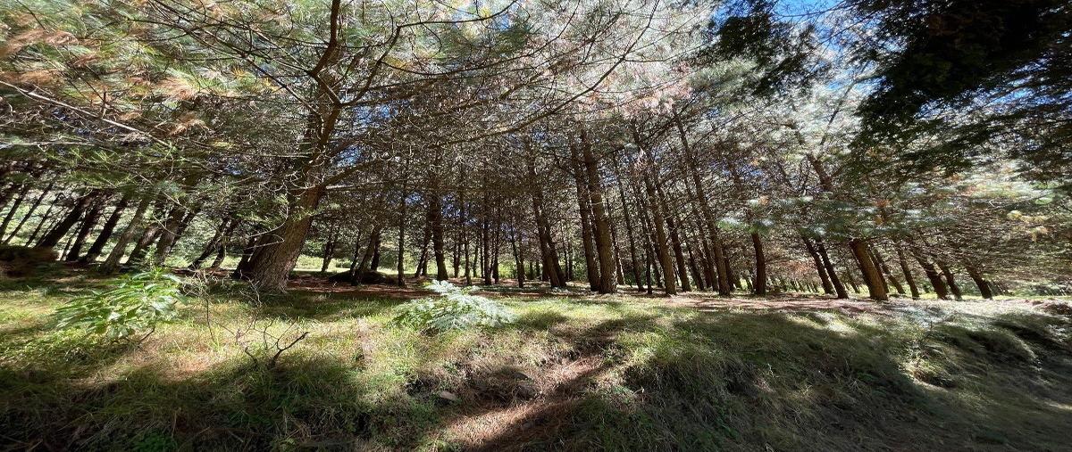 Foto de terreno habitacional en , los saúcos, valle de bravo, méxico, 13910390 foto 04 Foto de terreno habitacional en venta en , los saúcos, valle de bravo, méxico, 13910390 No. 04