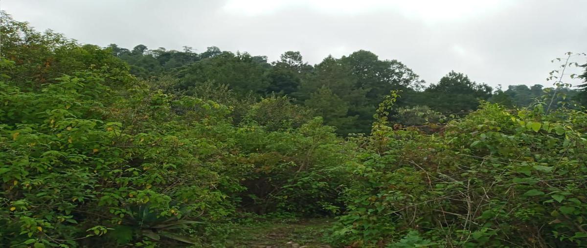 Foto de terreno habitacional en , los saúcos, valle de bravo, méxico, 15607454 foto 03 Foto de terreno habitacional en venta en , los saúcos, valle de bravo, méxico, 15607454 No. 03