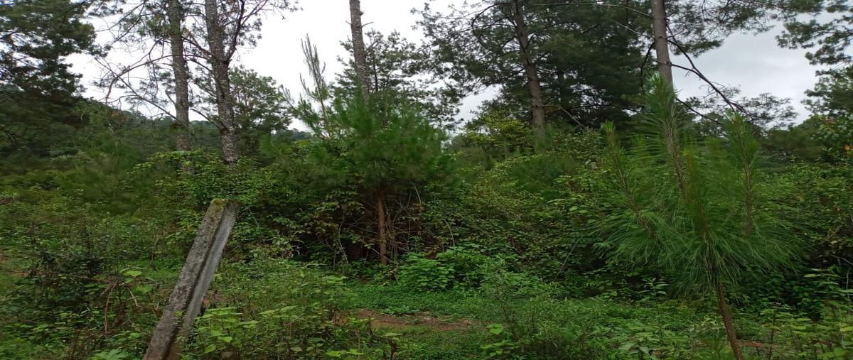 Foto de terreno habitacional en , los saúcos, valle de bravo, méxico, 15607454 foto 04 Foto de terreno habitacional en venta en , los saúcos, valle de bravo, méxico, 15607454 No. 04