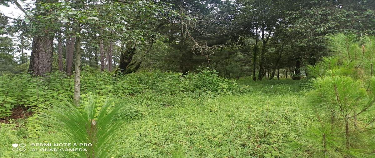 Foto de terreno habitacional en , los saúcos, valle de bravo, méxico, 16787775 foto 05 Foto de terreno habitacional en venta en , los saúcos, valle de bravo, méxico, 16787775 No. 05