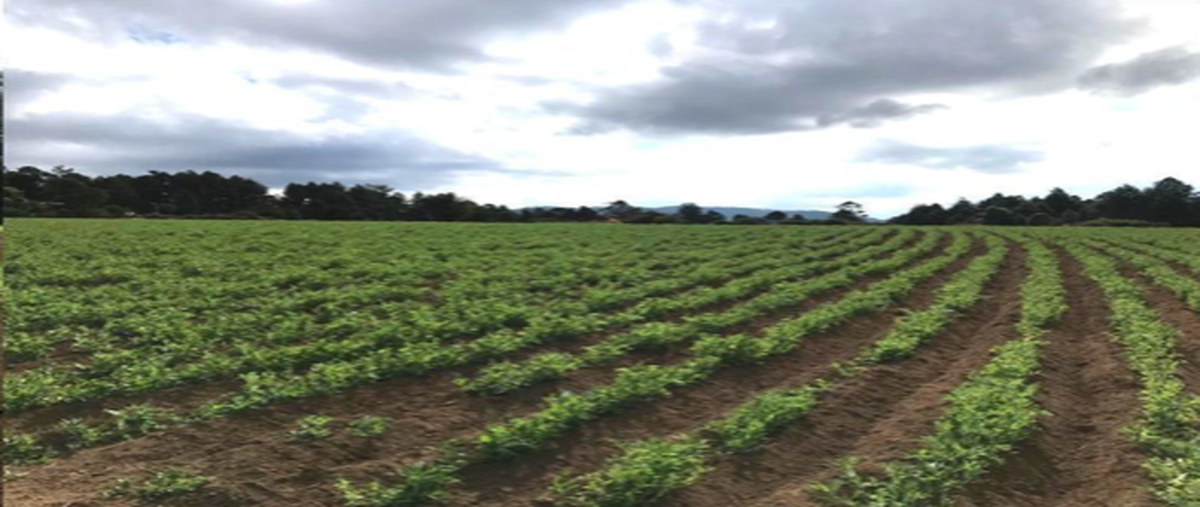 Foto de terreno habitacional en venta en  , los saúcos, valle de bravo, méxico, 24080535 No. 04