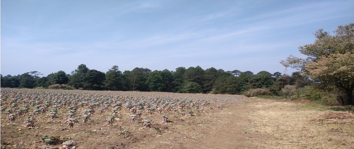 Foto de rancho en venta en  , los saúcos, valle de bravo, méxico, 0 No. 04