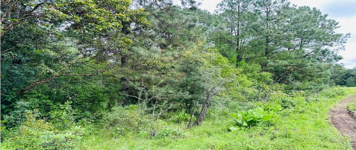 Foto de terreno habitacional en venta en  , los saúcos, valle de bravo, méxico, 0 No. 03
