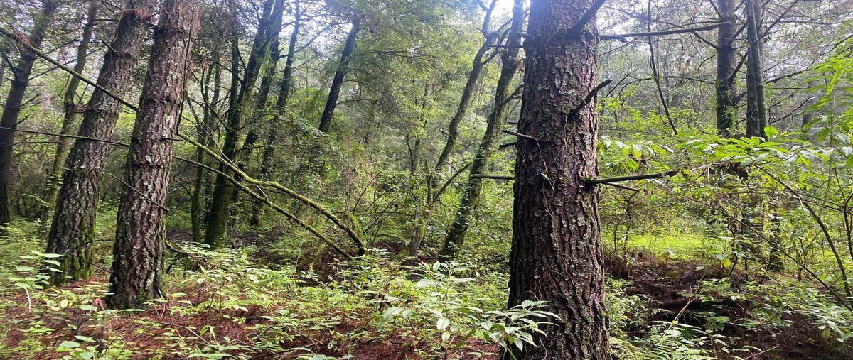 Foto de terreno habitacional en venta en  , los saúcos, valle de bravo, méxico, 0 No. 05