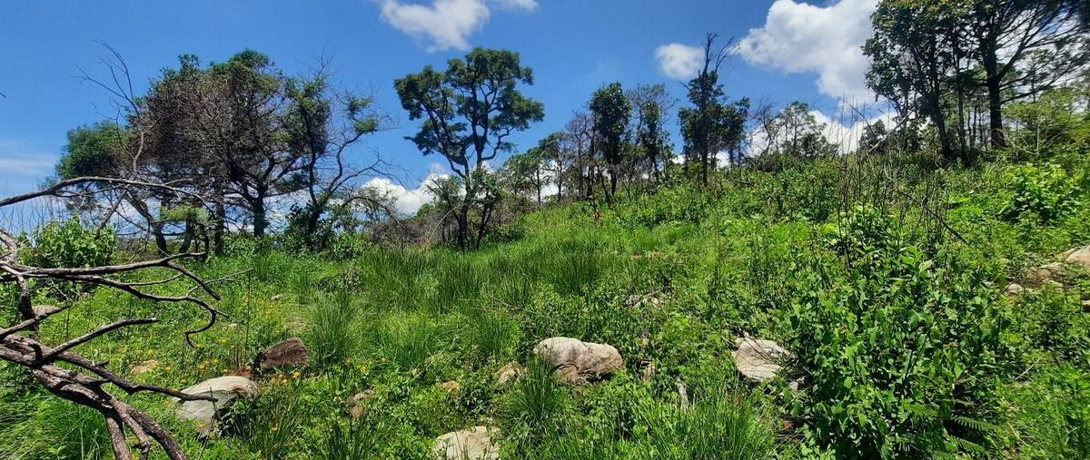 Foto de terreno habitacional en venta en  , los timbres, temascaltepec, méxico, 26873579 No. 03