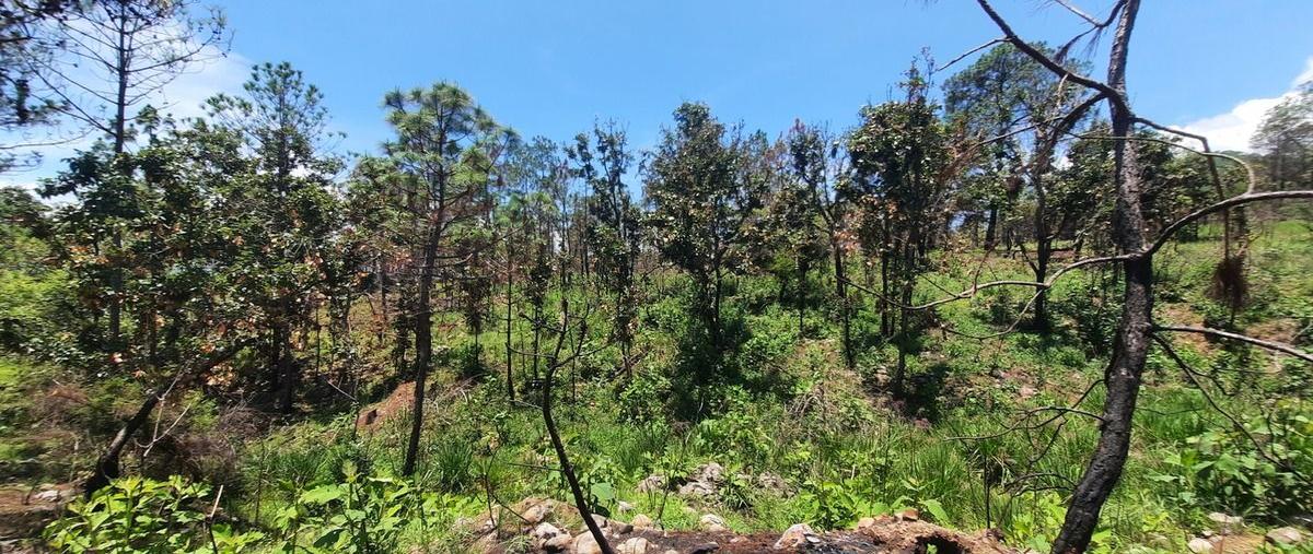 Foto de terreno habitacional en venta en  , los timbres, temascaltepec, méxico, 26873579 No. 05