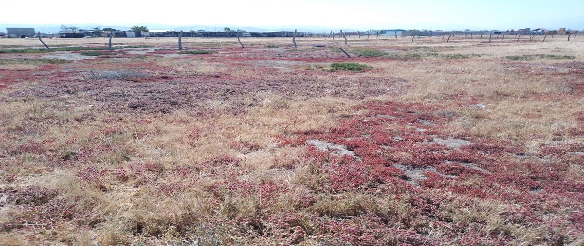 Foto de terreno habitacional en venta en lote 11, manzana 2 dentro de la parcela numero 317 z-3 p-1 , maneadero, ensenada, baja california, 26732092 No. 05