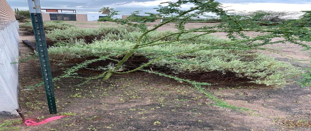Foto de terreno habitacional en venta en lote , comitán, la paz, baja california sur, 25839135 No. 05