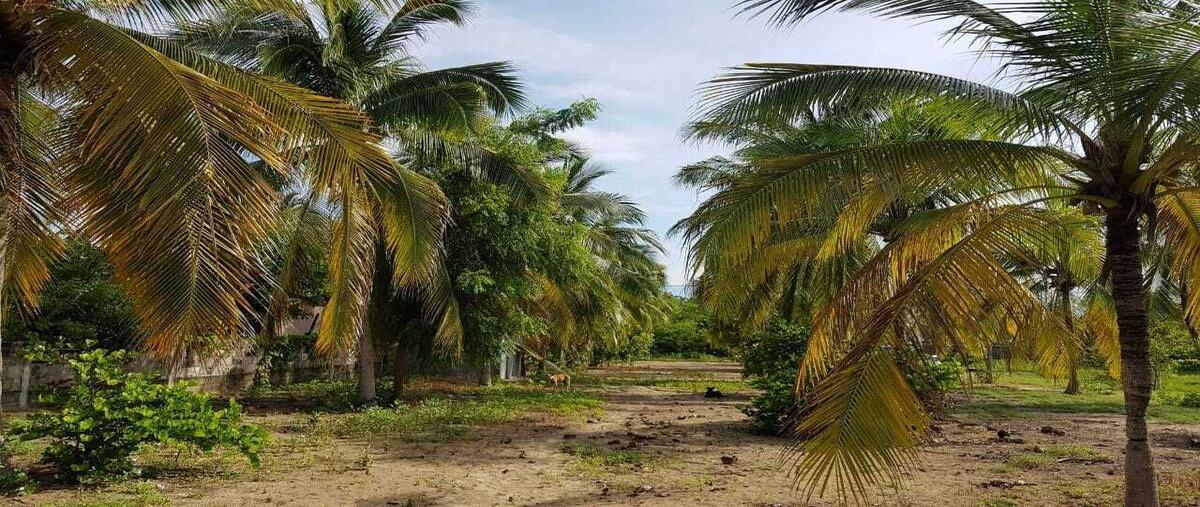 Foto de terreno habitacional en venta en  , luces en el mar, coyuca de benítez, guerrero, 0 No. 05
