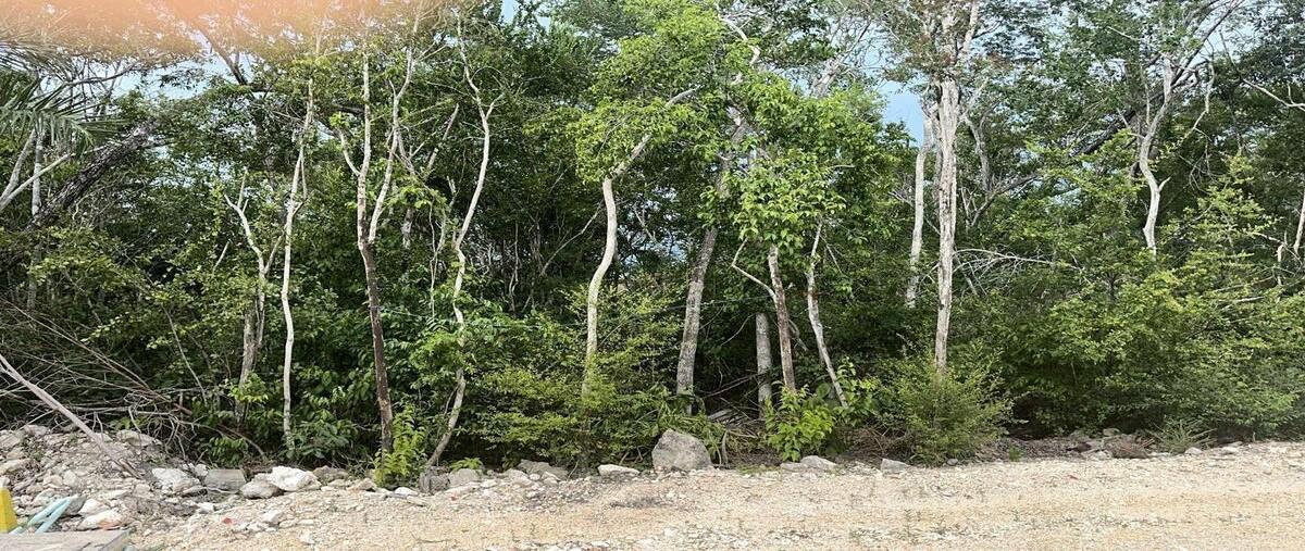 Foto de terreno habitacional en venta en luum tulumquintana roo , tulum centro, tulum, quintana roo, 29009419 No. 04