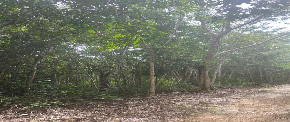 Foto de terreno habitacional en venta en macario gómez , macario gómez, tulum, quintana roo, 28172449 No. 04